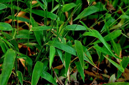 Description: Tên đạm trúc diệp đôi khi còn dùng để chỉ lá một loại tre Phyllostachys nigra Munre var. henonis (Mitford) Stapf ex Rendle. Người ta dùng chữa sốt, khát nước, thổ huyết, cảm cúm.