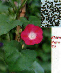 http://kienthuc.com.vn/news/images/stories/SucKhoe/DongY/2010-07/khien_nguu_tu.jpg