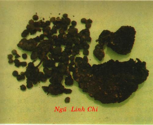 ngu linh chi Ngũ linh chi